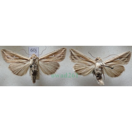 Mythimna l-album (Linnaeus, 1767) pair Piętnówka leica Czech60j